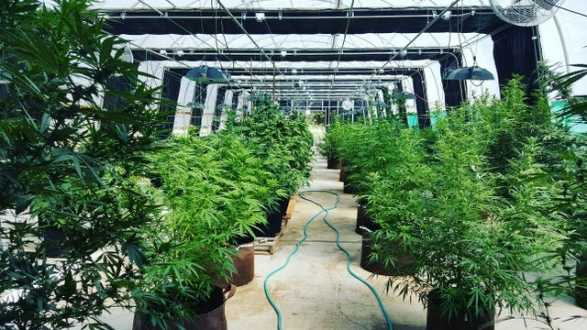 Premium Seed Market The finest at a price you can afford Leafly